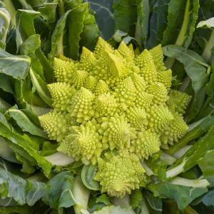 Chou Brocoli Romanesco Précoce - Légumes d'Autrefois